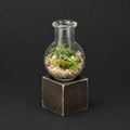 Miniature terrarium product photo