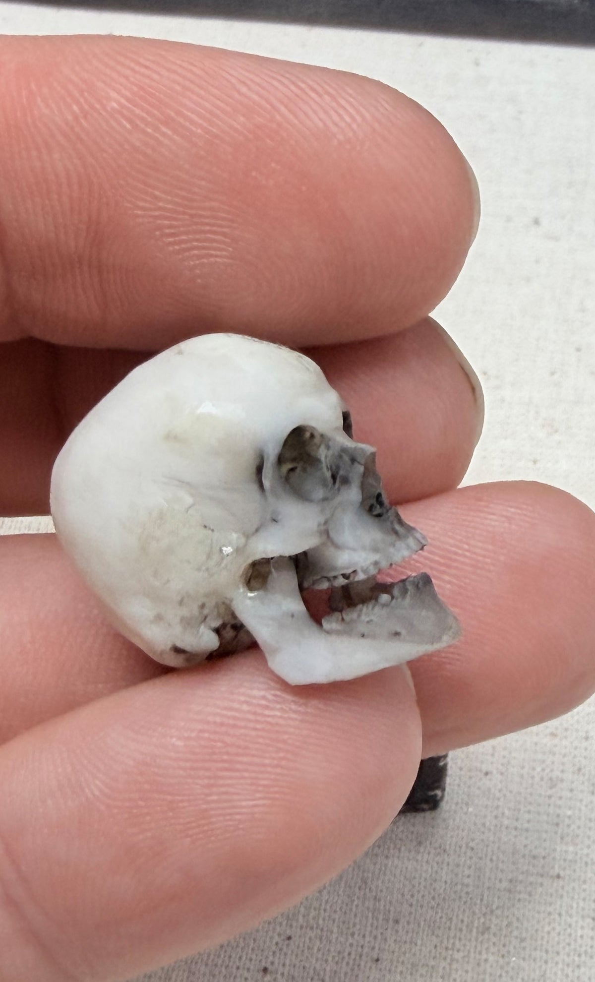 The Relic — 1:12 Miniature Hyper-Realistic Skull